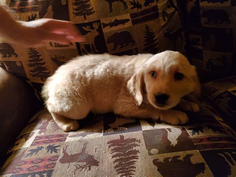 golden retriever puppies grand rapids mi|evening star golden retrievers michigan.